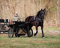 all-around-friesian-horse