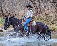 athletic-friesian-horse