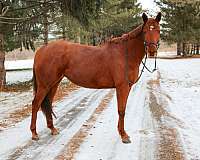 horsetrails-thoroughbred-horse