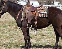 gaited-horses-for-sale-missouri-fox-trotter-sale-trail-confidence-builder