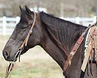 gaited-horses-for-sale-missouri-fox-trotter-sale-trail-confidence-builder-mare