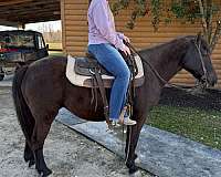 all-around-missouri-fox-trotter-horse