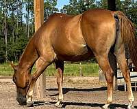 buckskin-sorrel-barrel-racing-horse