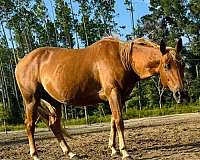 buckskin-sorrel-breeding-horse