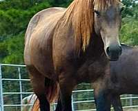 buckskin-sorrel-aqha-gelding