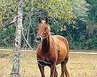 buckskin-sorrel-racing-horse