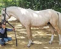 palomino-white-stallion-horse