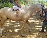 palomino-white-stallion-for-sale