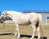 palomino-white-stallion