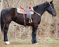 all-around-percheron-horse