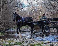 athletic-percheron-horse