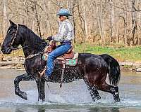 draft-percheron-horse