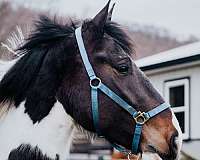 all-around-draft-horse