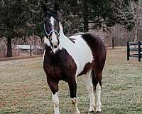 athletic-draft-horse