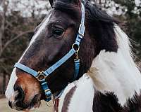 draft-horse