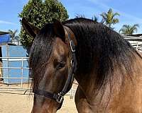 athletic-quarter-horse