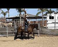 beginner-quarter-horse