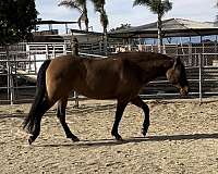 dappled-quarter-horse