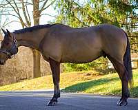 trail-belgian-quarter-horse