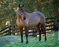 draft-horse-for-sale