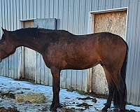 atheltic-belgian-warmblood-horse