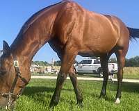 thoroughbred-gelding