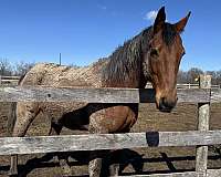 thoroughbred-pony-for-sale