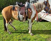 dunbtobiano-horse