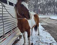 tobiano-dunbtobiano-horse