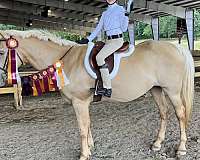 quarter-horse-mare