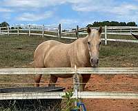 adult-quarter-horse