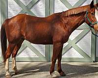 quarter-horse-gelding