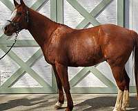 quarter-horse-for-sale