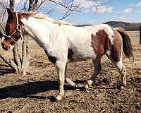 15-hand-spotted-saddle-horse