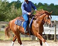 central-florida-horse