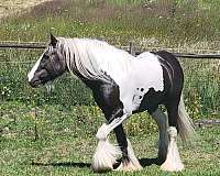 silver-dapple-tobiano-horse