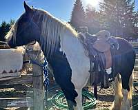 gypsy-vanner-horse