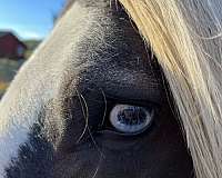 vanner-gypsy-horse