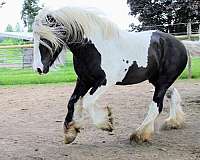 silver-gypsy-vanner-horse