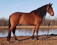 dorsal-stripe-cornet-horse