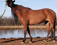 dun-dorsal-stripe-cornet-horse