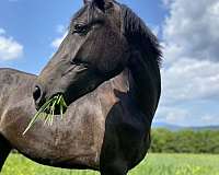 barn-connemara-pony