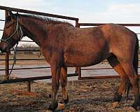 bay-roan-quarter-horse-mare-foal