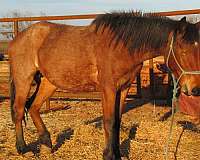 roan-quarter-horse-mare-foal