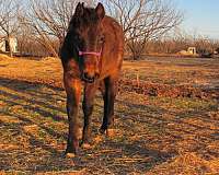 quarter-horse-standardbred-foal