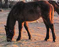 quarter-horse-standardbred-horse-for-sale