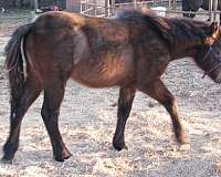 quarter-horse-standardbred-horse