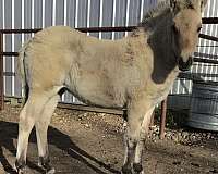 dun-cfha-gelding