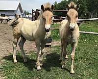 buddy-fjord-horse