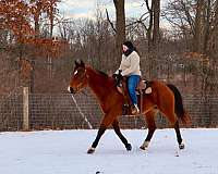 ranch-v-gelding